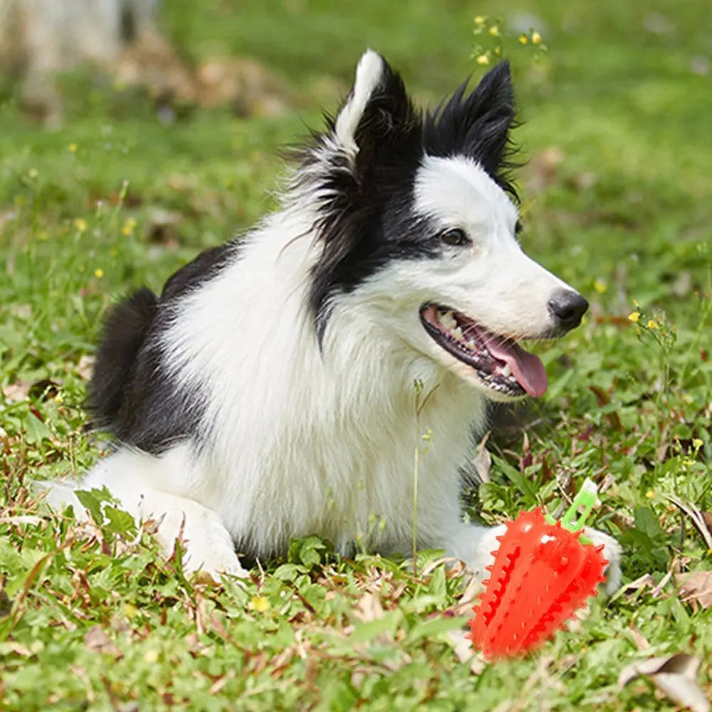 CJ Interactive Dog Teething Chili Chewers Toy with four durable, textured chew toys for puppies and dogs to relieve teething discomfort.